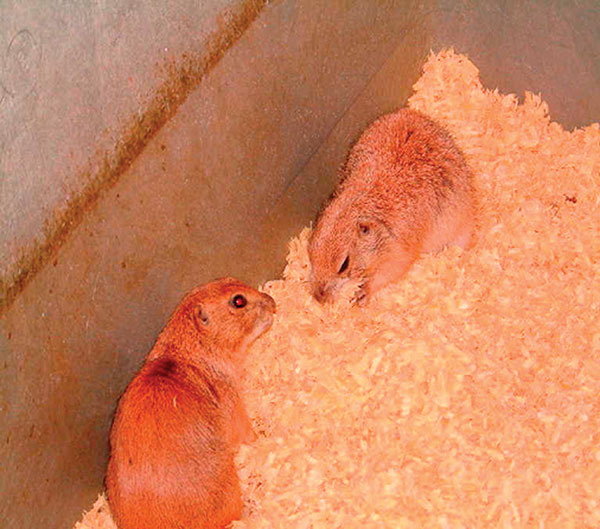 Black-tailed prairie dogs (Cynomys ludovicianus).