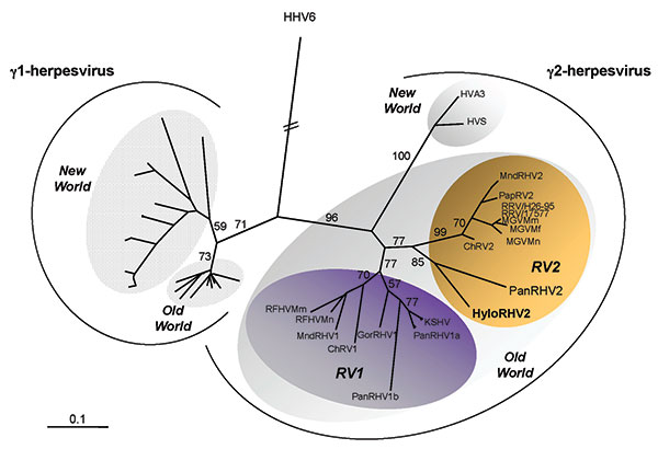 Neighbor-joining protein distance tree for the best 130 amino acids of DNA polymerase residues alignment. DNA sequences (primers DFASA and GDTD1B) (8) were first translated, then aligned by using ClustalX (nonphylogeneticaly informative gaps were manually removed) and analyzed by using the PROTDIST and NEIGHBOR programs in PHYLIP (available from: http://evolution.genetics.washington.edu/phylip.html). Horizontal branch lengths are drawn to scale, with the bar indicating 0.1 amino acid replacement