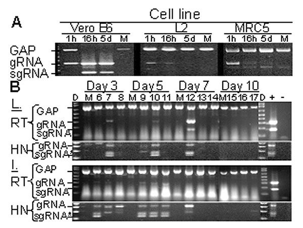 Replication-specific multiplex reverse transcriptase–polymerase chain reaction (RT-PCR) assay shows severe acute respiratory syndrome–associated coronavirus (SARS-CoV) replicated in the lungs and intestines of mice. A. Vero E6, murine fibroblast (L2), and human lung fibroblasts (MRC5) were inoculated with SARS-CoV at an MOI of ≈ 0.001 or were mock-inoculated (M). G3PDH, SARS-CoV gRNA, and sgRNA were amplified by multiplex RT-PCR from total RNA extracted at 1 h, 16 h, or 5 days after inoculation.