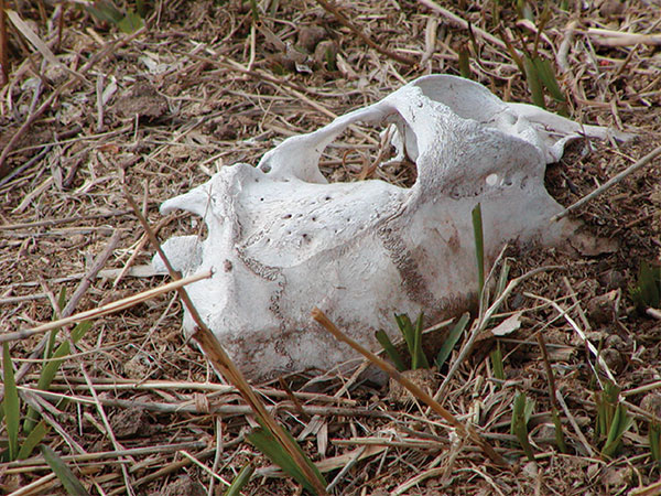 Green forage growing at the site where a deer carcass infected with chronic wasting disease had decomposed. Such sites were attractive to deer, as illustrated by the grass blades recently cropped by experimental deer.