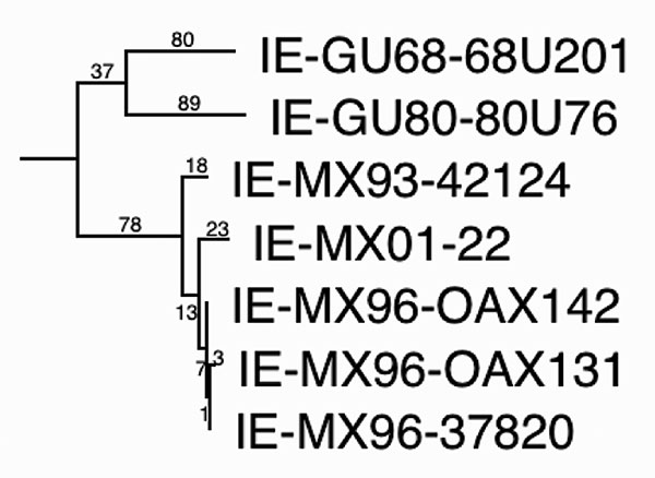 Maximum parsimony phylogenetic tree derived from complete genomic sequences showing relationships of the newly isolated Venezuelan equine encephalitis virus (VEEV) strain (MX01-22) to other strains from Mexico and Guatemala. Numbers indicate nucleotide substitutions assigned to each branch. All nodes had bootstrap values of 100%, except the OAX131-37820 (62%) and GU68-GU80 (&lt;50%) groupings. Relative rates tests applied to the branches indicated a rate of nucleotide substitution in Mexico of 2