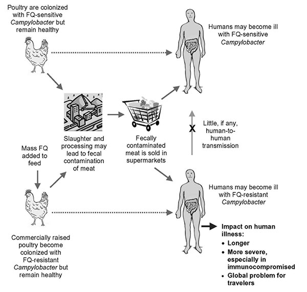 Acquisition of fluoroquinolone (FQ)-resistant Campylobacter from poultry. Campylobacter species are part of the normal enteric flora of poultry and are not resistant to fluoroquinolones, unless these have been added to the poultry feed in subtherapeutic doses. These antimicrobial-exposed poultry become colonized with resistant Campylobacter strains but remain healthy. During the slaughter and processing of the poultry, meat can become contaminated with Campylobacter in fecal material, and the or