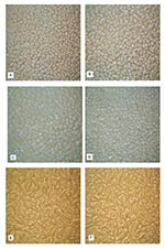 Thumbnail of Absence of cytopathic effect after a 7-day exposure of three lines of primate cells (FRhK-4, MA-104, and BGMK) to an inoculum prepared with hemolymph from Taura syndrome virus (TSV)-infected shrimp (Litopenaeus vannamei) during the acute phase of the disease compared to a control inoculum containing hemolymph from specific pathogen free (SPF) shrimp. A) FRhK-4 cells exposed to SPF hemolymph; B) FRhK-4 cells exposed to TSV hemolymph; C) MA-104 cells exposed to SPF hemolymph; D) MA-10