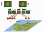 Thumbnail of Schematic diagram of an urban network. We used the demographic data for the Greater Vancouver Regional District to build the contact network.