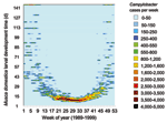 Thumbnail of Campylobacter cases by week and Musca domestica larval growth times. Campylobacter cases per day are plotted against the minimum M. domestica growth times for the 14 days before the date for weeks from January 1989 to December 1999. The time taken for M. domestica larvae to develop was based on understood growth temperatures (145 days divided by the number of degrees above 12°C, up to an optimum of 36°C) (8). The temperatures were based on a maximum temperature in 47 temperature sam