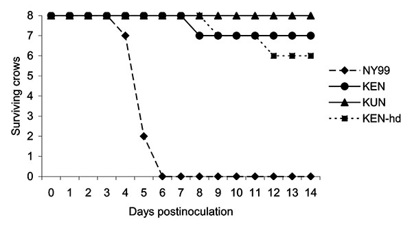 Survivorship of eight American Crows, each injected with 3.2 log10 PFU of NY99, KEN, or KUN virus. An additional eight crows were injected with a high dose (hd) of the KEN virus (3.8 log10 PFU). Crows were monitored daily for signs of disease through 14 dpi. No deaths were found within the control group (data not shown).