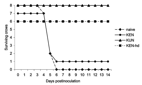 Survivorship of American Crows previously immunized with West Nile virus (WNV)-KUN or WNV-KEN viruses after injection with 1,500 PFU of NY99 WNV. hd, high dose.