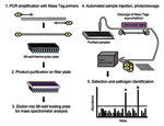 Thumbnail of Schematic representation of Mass Tag polymerase chain reaction (PCR).