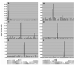 Thumbnail of Analysis of clinical specimens. RNA extracts from clinical specimens containing known pathogens were reverse transcribed into cDNA (Superscript RT system, Invitrogen, Carlsbad, CA; 20-µL volume). Five microliters of the reaction were subjected to Mass Tag PCR by using primers coupled to Masscode tags (Qiagen Masscode technology, Qiagen, Hilden, Germany). Detection of (A) influenza virus A (H1N1), (B) respiratory syncytial virus (RSV) group B, (C) human coronavirus SARS (HCoV-SARS), 