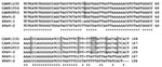 Thumbnail of Comparison of the partial nucleotide sequences of human parechovirus (HPeV)-3 Canadian isolates no. 81235, 81554, and 82853 with reference sequences of HPeV-1, -2 and -3 (GenBank accession no. S45208, AF055846, and AB084913, respectively) for the 5′ untranslated region (5′ UTR; corresponding to nucleotides 595 to 699 of the HPeV-3 A308/99 strain, accession no. AB084913) (8,10). Asterisks denote identical nucleotides in all strains, whereas shaded nucleotides highlight differences be