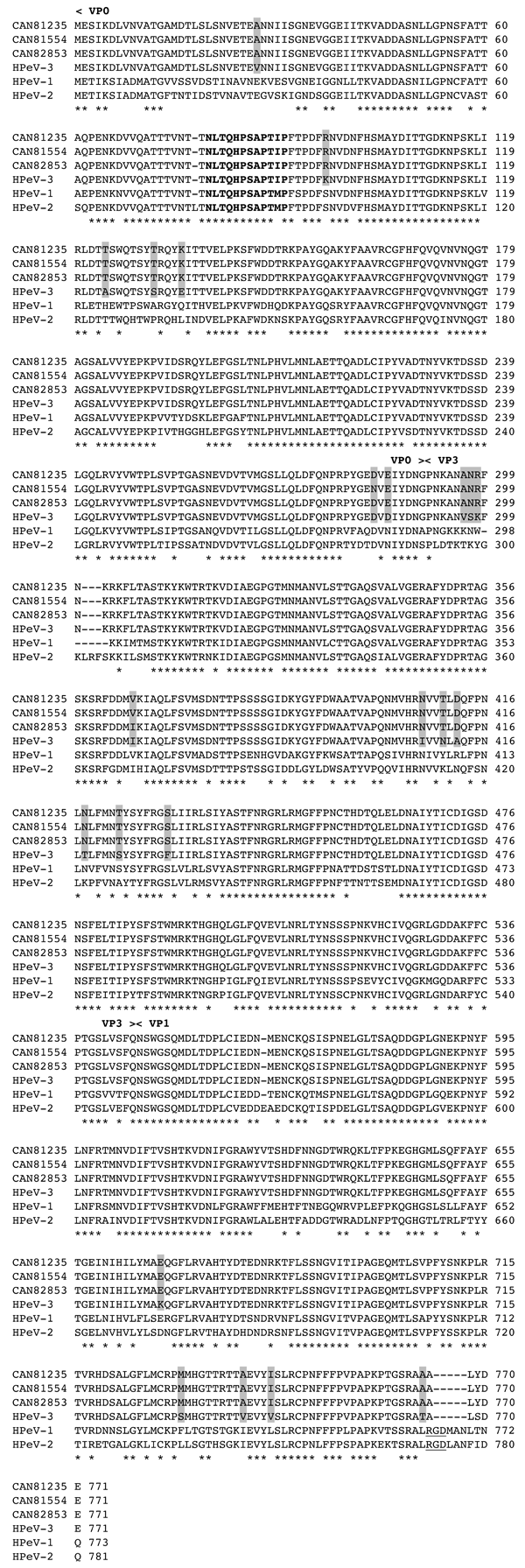 Figure. Comparison of the predicted amino acid sequences of human parechovirus (HPeV)-3 Canadian isolates no. 81235, 81554, and 82853 with reference sequences of HPeV-1, -2 and -3 (GenBank accession no. S45208, AF055846, and AB084913, respectively) for the VP0-VP3-VP1 proteins (8,10). Asterisks denote identical residues in all strains, whereas shaded amino acids highlight changes between HPeV-3 isolates. The RGD motif present only in HPeV-1 and -2 strains is underlined. The HPeV-1 immunodominant