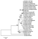 Thumbnail of Neighbor-joining phylogenetic tree based on complete genome sequences of West Nile virus strains. Strain TM171-03 is indicated in bold text. The topology of maximum parsimony and maximum likelihood trees was essentially identical. Bayesian analysis also confirmed the close relationship between TM171-03 and NY00-grouse3282 sequences (data not shown). Bootstrap values are shown for major branches (500 replicates). GenBank accession numbers for sequences used to construct the tree are