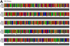 Complete nucleotide (A) and protein (B) alignments from the 5 isolates sequenced in this study. The alignments were generated by ClustalX (1.82) (http://www.embl.de/~chenna/clustal/darwin/). [A/Canada/AVFV1/04 (environmental) is designated as chicken_A; A/Chicken/Canada/AVFV2/04 is designated as chicken_B; A/Canada/444/04 (human) is human_A and A/Canada/504/04 (human) is human_B. Full sequenced segments for chicken_D and chicken_E, not described in the text, are included for completeness.