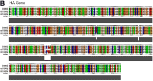 Phylogenetic tree of isolates described in the text with 65 full-length H7 HA gene segments present in GenBank. The tree was generated with nucleotide sequences by the neighbor-joining method in Bonsai (1.1.4.) (http://calliope.gs.washington.edu/software/). Corrected distance estimate is indicated by the scale bar. The H7N3 avian influenza isolates reported in this article are at the bottom of the tree.