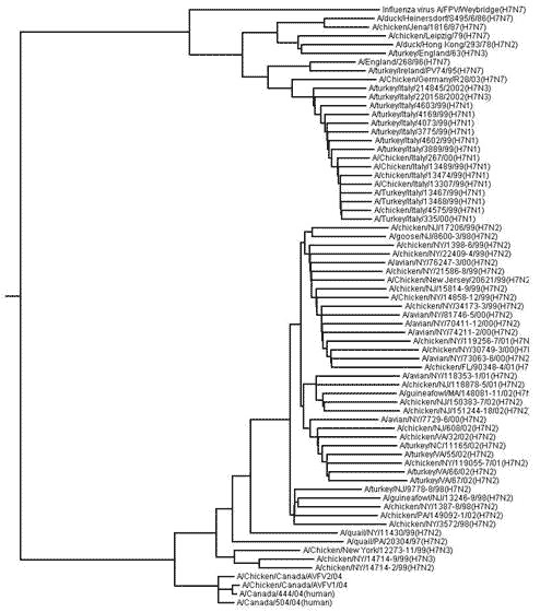 A structure-based sequence alignment of the influenza A virus hemagglutinin precursor protein from human A/Canada/504/04 (Hu504) with that of the hemagglutinin precursor protein (HA0) from influenza A virus, human strain CV-1 whose structure was solved by Wiley and colleagues in 1998 (PDBcode 1HAO) (22). The alignment shows 49.9% identity in sequence. Insertions and deletions are highlighted in grey and nonconservative mutations are shown in yellow. Conserved cysteines are boxed. The glycosylated aparagines which are conserved are boxed with thin lines; the glycosylated asparagines that are not conserved are boxed with thick lines.