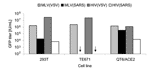 Thumbnail of Infectivity of retroviral severe acute respiratory syndrome–associated coronavirus (SARS-CoV) spike protein (S) pseudotypes on target cells. SARS-CoV S-mediated infection of human 293T, TE671, and Quail QT6/ACE2 was assessed. Murine leukemia virus (MLV) or HIV pseudotypes bearing either the pantropic vesicular stomatitis virus envelope protein (VSV-G) as a positive control, or the SARS-CoV S, were added to target cells. After 72 h, green fluorescent protein (GFP)–positive cells were