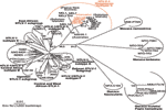 Thumbnail of Unrooted phylogenetic tree generated by the neighbor-joining method by using the 522-bp fragment of the env gene. Distance matrices were generated with the DNADIST program, using the Kimura 2-parameter method and 5.65 as the transition/transversion ratio. Bootstrap analysis was carried out with 1,000 datasets. The values on the branches indicate frequencies of occurrence for 1,000 trees. The 4 new human T-cell leukemia virus type 1 (HTLV-1) sequences (VAN 54, VAN 136, VAN 251, VAN 3