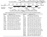 Thumbnail of Schematic representation of the restriction mapping sites of adenovirus type 7d (Ad7d) and Ad7l by BamHI, the primer sequences, and their location for the sequencing analysis of hexon, E3, fiber, and E4 open reading frame (ORF) 6/7 peptides. Each restriction site by BamHI is indicated as (↑). The restriction site at 0.93 map units shown by (↑*) is lost in strains with genome type Ad7l and present in Ad7d. Figure of each primer represents H, hexon; E, E3, fiber; and E4 ORF 6/7 peptid