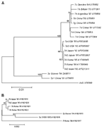 Thumbnail of Phylogenetic analyses of both hexon and fiber with E4 open reading frame (ORF) 6/7 peptides in adenovirus type 7 (Ad7). Phylogenetic trees were constructed by using the neighbor-joining algorithm. Branch lengths are proportional to the number of nucleotide substitutes, and bootstrap probabilities ≥60 are shown at each adjacent node. A) Phylogenetic tree based on 1,428 bp making up nucleotides 297–1725 of the hexon gene of 17 strains of Ad7 with diverse genome types. The sequence of 