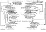 Thumbnail of Phylogenetic analysis of the nucleotide sequences of capsid and polymerase regions of 9 identified recombinant norovirus genogroup II strains in relation to 26 known strains and prototype strains. The left tree analyzes the relationship of a 420-bp region of the 3´ end of the polymerase region. The right tree shows the relationship of 550 bp of the 5´ end of the capsid sequence. Suspected recombinants are underlined to emphasize their different phylogenetic groupings, and strains de