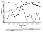 Thumbnail of Similarity plot for Sydney 2212. The graph represents as a percentage the identity of the 2 putative parental strains, New Orleans/279 (black line) and Lordsdale (short dash), with the recombinant strain Sydney 2212. The window size was 100 bp with a step size of 10 bp. The site where the 2 parental strains have equal identity to the recombinant (i.e., where the lines cross) is the predicted site of recombination. By varying the window from 20 to 200 bp, the average recombination si