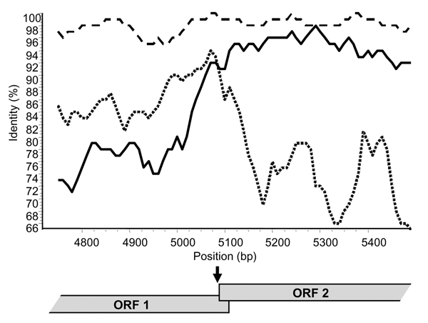 Similarity plot for Sydney 2212. The graph represents as a percentage the identity of the 2 putative parental strains, New Orleans/279 (black line) and Lordsdale (short dash), with the recombinant strain Sydney 2212. The window size was 100 bp with a step size of 10 bp. The site where the 2 parental strains have equal identity to the recombinant (i.e., where the lines cross) is the predicted site of recombination. By varying the window from 20 to 200 bp, the average recombination site was nucleo