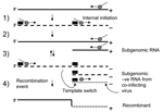 Thumbnail of A simple mechanism for recombination in norovirus. 1) RNA transcription by the RNA-dependent RNA polymerase (RdRp) (gray circle) generates a negative-stranded intermediate (dashed line). 2) Binding of the RdRp to the almost identical RNA promoter sequences (filled boxes) generates positive-stranded (straight line) genomes and subgenomic RNA. 3) These templates direct RNA synthesis from the 3´ end that leads to the generation of both a full-length negative genome and a negative subge