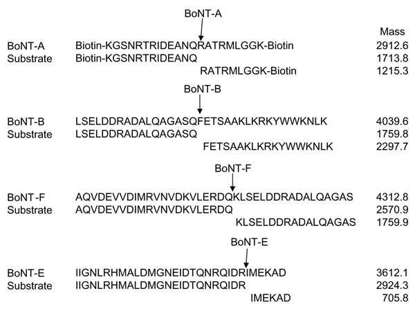 Substrate peptide sequences, the botulinum neurotoxin (BoNT) serotype predicted cleavage product sequences, and masses of the substrate and product peptides. Peptides for BoNT-A and -E were derived from the human SNAP (synaptosomal-associated protein)-25 protein. The substrate peptide for BoNT A, 187-SNKTRIDEANQRATKML-203, was modified to biotin(ε)-KG(K189-&gt;R and K201-&gt;R)GGK-(ε)Biotin. The BoNT-E substrate sequence was also from human SNAP-25 (156–186). Substrate peptides for BoNT-B and -F