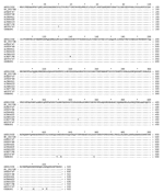 Thumbnail of Comparison of the N proteins of Nipah virus (NiV) strains from Malaysia and Cambodia. The alignment shows the predicted amino acid sequence of the N protein of the Malaysian human strain (GenBank accession no. AF212302) and indicates positions that differ in the N proteins. Numbers correspond to amino acid positions in the NiV N protein; stars marks lengths of 10 amino acids; dots indicate identical amino acids.