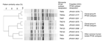 Thumbnail of Pulsed-field gel electrophoresis (PFGE) patterns of common Salmonella enterica serovar Typhimurium subtypes observed among clinical isolates from humans and animals in Minnesota. The 3 clonal group B (CGB) PFGE subtypes represent the 3 most common CGB subtypes in animals and humans. The 3 clonal group A (CGA) PFGE subtypes represent the most common CGA subtypes in animals and humans. PulseNet designations are those used in the PulseNet national database of the Centers for Disease Co