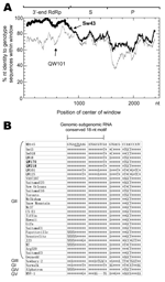 Thumbnail of Identification of a potential recombination event between QW170 and Sw43 strains. A) Recombination Identification Program analysis of QW170 strain. At each position of the window, the query sequence (QW170) was compared to each of the background genotype representatives (GII-11/Sw43 and GII-18/QW101). When the query sequence is similar to the background sequences, the homologous regions are indicated as thick lines on the plot. Analysis parameters were window size of 100 and signifi