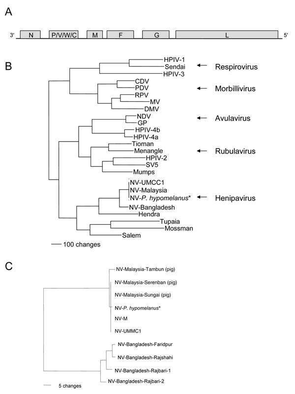 A) Schematic representation of the genome of Nipah virus (NV). Negative-sense genomic RNA is shown in 3´ to 5´ orientation. Open reading frames (ORFs) are indicated by shaded boxes: N, nucleoprotein; P, phosphoprotein; M, matrix protein; F, fusion protein; G, attachment protein; L, polymerase protein. B) Phylogenetic analysis of the N ORFs from members of the subfamily Paramyxovirinae. Arrows identify the 5 genera. A phenogram of the N ORFs of members of this subfamily was created by using maxim