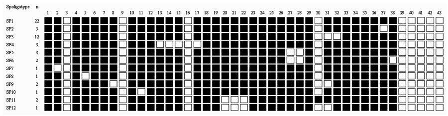 Spoligotypes obtained from 55 Mycobacterium bovis isolates from Chadian zebus.