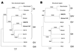 Thumbnail of Phylogenetic analysis of (A) the nonstructural region (i.e., genome start to capsid start) and (B) the structural region (i.e., capsid start to genome end), showing the different genogroups. The numbers on each branch indicate the bootstrap values for the genotype. Bootstrap values &gt;950 were considered significant for the grouping (10). The scale represents nucleotide substitutions per site. GenBank accession numbers are as follows: Mc10, AY237420; Manchester, X86560; Dresden, AY