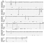 Thumbnail of Alignment of Passatempo virus (PSTV) hemagluttinin antigen (HA) and vaccinia grown factor (VGF) amino acid inferred sequences with other orthopoxvirus sequences. 1, HA sequence of PSTV (DQ070848) was compared to the region corresponding to amino acids 6 to 309 of vaccinia virus (VACV-WR, AY243312) HA sequence and to HA sequences of Araçatuba virus (ARAV, AY523994); Cantagalo virus (CTGV, AF229247); vaccinia virus IOC (VACV-IOC, AF229248); vaccinia virus Lister (VAVC-LST, AF375124) a