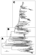 Thumbnail of Midpoint–rooted neighbor-joining tree showing the relationships between the 339 VP1 sequences studied. Only the tree structure is shown; details of the boxes labeled A to C are shown in Figures 2–4.