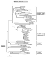 Thumbnail of Midpoint-rooted neighbor-joining tree showing the Middle East–South Asia (ME-SA) topotype (except the PanAsia strain). Only bootstrap values &gt;70% are shown.