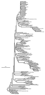 Thumbnail of Midpoint-rooted neighbor-joining tree showing the PanAsia strain. Only bootstrap values &gt;70% are shown.