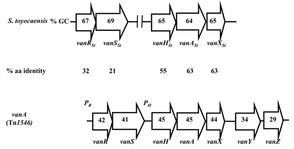 Comparison of the van gene cluster from the glycopeptide producer Streptomyces toyocaensis (32) and of the vanA operon (33) from gram-positive cocci. Open arrows represent coding sequences and indicate direction of transcription. The guanosine plus cytosine content (% GC) is indicated in the arrows. The percentage of amino acid (aa) identity between the deduced proteins is indicated under the arrows.