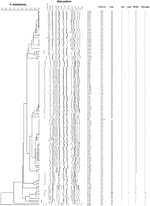 Thumbnail of Genomic analysis of Finnish and French Bordetella pertussis isolates. From left to right, chromosomal DNA profiles. Download PDF.