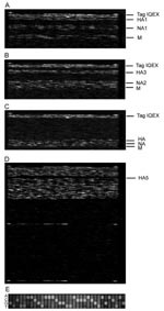 Thumbnail of Hybridization images of the respiratory pathogen microarray (RPM) version 1 prototype regions for 3 influenza virus isolates and trivalent FluMist vaccine. A) A/H1N1, B) A/H3N2, C) influenza B, and D) trivalent FluMist vaccine. In A, B, and C, only the influenza-specific tiled prototype regions of RPM version 1 are shown. Hybridization-positive identifications are shown on the right. In D, the image of the entire RPM version when hybridized with FluMist vaccine is shown. The single 