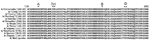 Thumbnail of Alignment of hemagglutinin peptide sequences containing an influenza A/H3N2 prototype and the translated sequences from 12 A/H3N2 isolates generated from respiratory pathogen microarray version 1. A, antibody-binding site; TH, antibody-binding site Fujian-like lineage amino acid substitutions threonine and histidine; B, antibody-binding site; D, antibody-binding site. Asterisks indicate conserved amino acids.