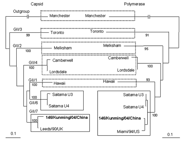 Changes in norovirus (NoV) genotypes on the basis of phylogentic trees of nucleotide sequences of 146/Kunming/04/China. Trees were constructed from partial nucleotide sequences of capsid and polymerase regions of 146/Kunming/04/China. 146/Kunming/04/China is boldface. Dashed boxes indicate the maintenance of genotypes of reference NoV strains, and solid boxes indicate the involvement of NoV genotypes with recombinant NoV 146/Kunming/04/China. A phylogenetic tree with 100 bootstrap resamples of t