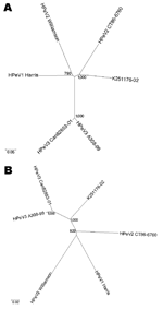 Thumbnail of Unrooted phylogenetic trees showing the relationship between K251176-02 (DQ315670) and the prototype strains human parechovirus serotype 1 (HPeV1) Harris (S45208), HPeV2 Williamson (AJ005695), HPeV2 CT86-6760 (AF055846), HPeV3 A308-99 (AB084913), and Can82853-01 (AJ889918) based on nucleotide Jukes and Cantor substitution model for the capsid region (A) and the nonstructural region (B). The tree was constructed by the neighbor-joining method as implemented in MEGA version 3.1. Gaps 