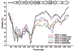 Thumbnail of Similarity plot of human parechovirus serotype 1 (HPeV1) Harris (S45208), HPeV2 Williamson (AJ005695), HPeV2 CT86-6760 (AF055846), HPeV3 A308-99 (AB084913), and Can82853-01 (AJ889918) against K251176-02. Each curve is a comparison between the K251176-02 genome and an HPeV prototype. Each point represents the percentage identity within a sliding window 600 bp wide, centered on the position plotted, with a step size of 20 bp. Positions containing gaps were excluded from the comparison