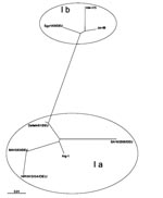 Thumbnail of Phylogenetic analysis of the VP1–2A junction region. The sequence of a 160-bp-long PCR fragment (isolate Egy/1/05/DEU, GenBank accession no. AY741663) of the hepatitis A VP1 region was compared to published reference sequences of hepatis A virus. Genotype Ia: GenBank accession nos. AJ306374(Arg-1), AY656712 (BAV/2/03/DEU*), AY028976 (SA/10/2000/DEU), AY046073 (Datteln/01/DEU), and AY747173 (NRW/3/04/DEU*). Genotype Ib: L07728 (Jor 88), M14707 (HM-175). The scale represents nucleotid