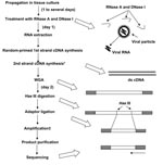 Thumbnail of Overall scheme of the rapid determination of viral RNA sequence method. *By adding RNase H; WGA, whole genome amplification; †With specially designed primer sets as shown in Figure 2.