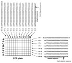 Thumbnail of Primers used in rapid determination of viral RNA sequence method.