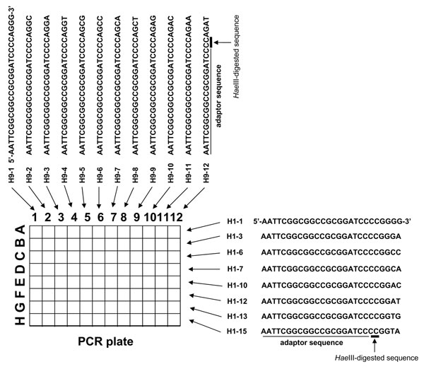 Primers used in rapid determination of viral RNA sequence method.