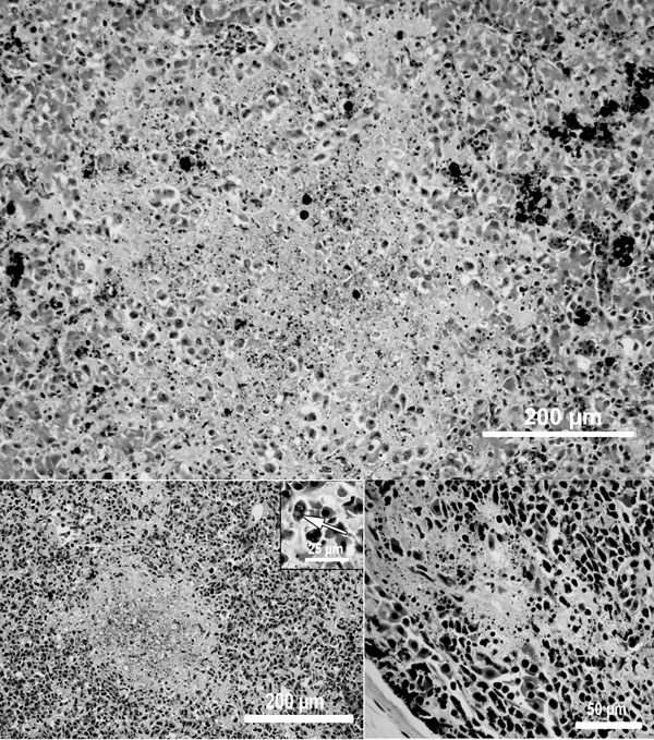 Light microscopic images of the liver (A), spleen (B), and thymus (C) showing necrosis in an American bullfrog (Rana catesbeiana) metamorph infected with frog virus 3. Spleen (B) inset shows intracytoplasmic viral inclusion bodies. Hematoxylin and eosin stain.
